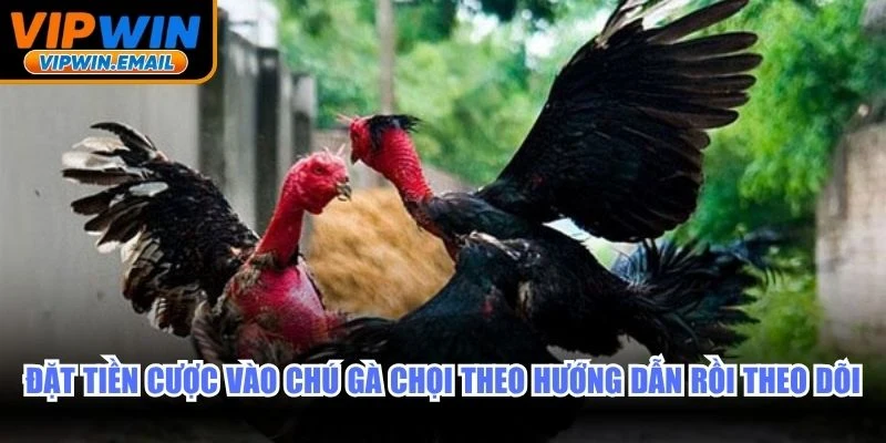 Đặt tiền cược vào chú gà chọi theo hướng dẫn rồi theo dõi online