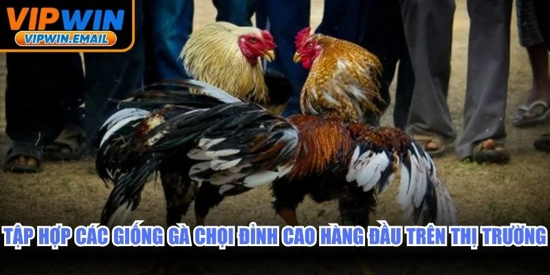 Tập hợp các giống gà chọi đỉnh cao hàng đầu trên thị trường cược