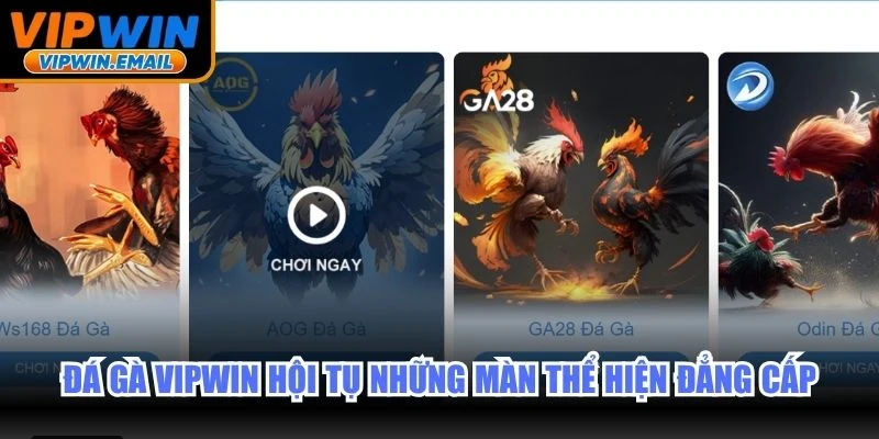 Đá gà VIPWIN hội tụ những màn thể hiện đẳng cấp từ chiến kê